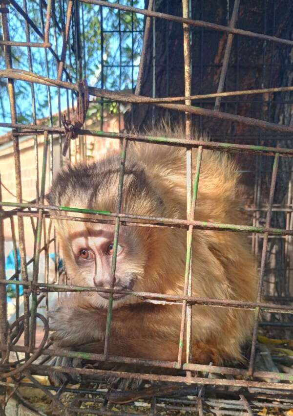 PMCE apreende animais silvestres mantidos ilegalmente em cativeiro no município de Quixadá