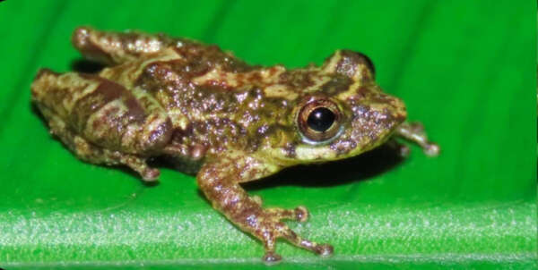 Pesquisador da Uece descreve nova espécie de anfíbio encontrada em Pernambuco