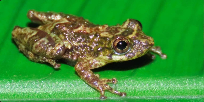 Pesquisador da Uece descreve nova espécie de anfíbio encontrada em Pernambuco