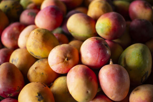 Safra de manga impulsiona oferta e abastece a Ceasa em Maracanaú