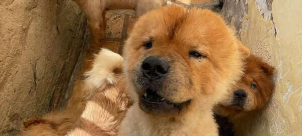 PCCE resgata 121 animais vítimas de maus-tratos mantidos em canil na cidade de Brejo Santo