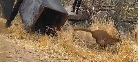 Gato-mourisco é resgatado pela Polícia Militar em Itapipoca