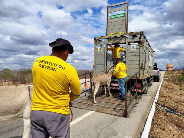 Detran-CE recolhe mais de 3,5 mil animais às margens das rodovias estaduais em 2025