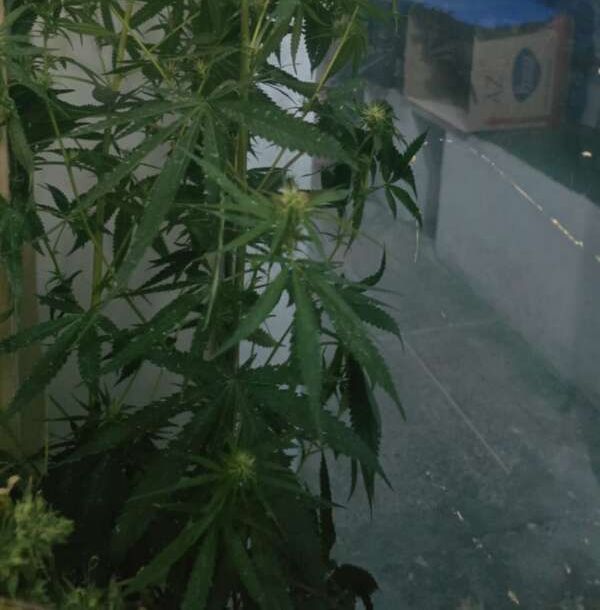 PMCE apreende quinze vasos com pés de maconha e captura suspeito de tráfico de drogas no Benfica