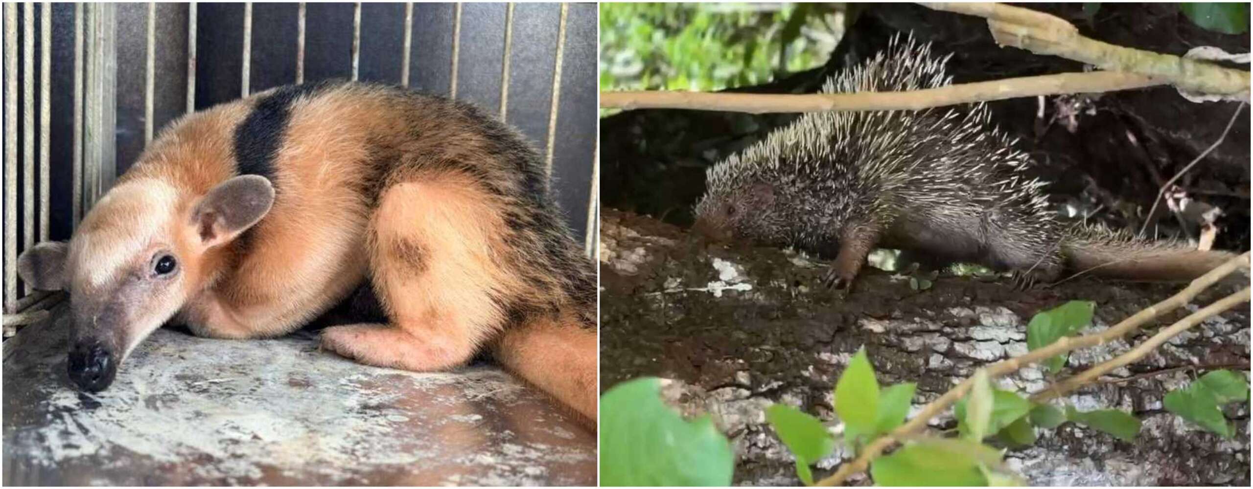 PMCE resgata quandu-de-baturité e tamanduá-mirim no interior