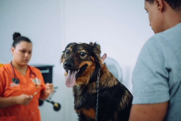 Pet Ceará Móvel chega ao Vicente Pinzon com castração gratuita a partir de terça-feira (3)