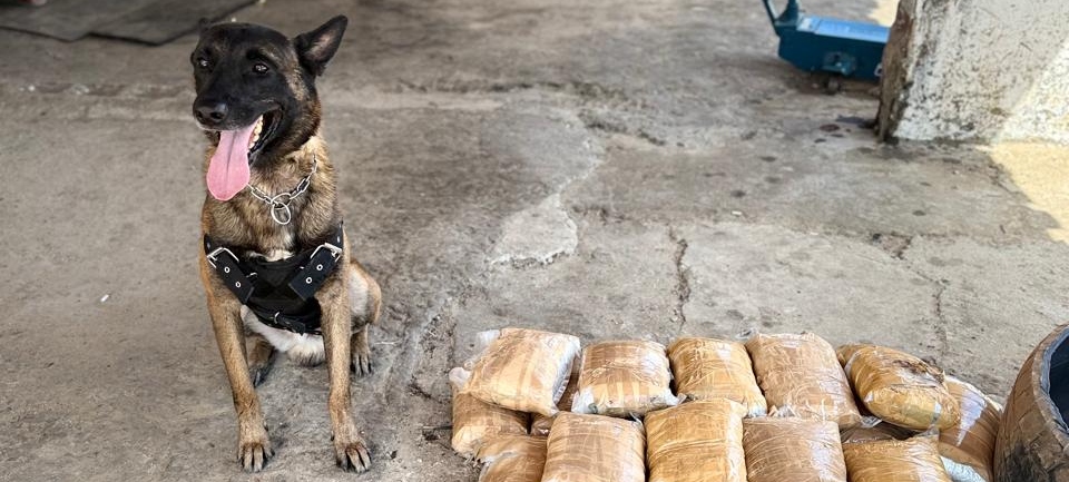 Ação da PCCE resulta na prisão de homem com mais de 45 kg de drogas