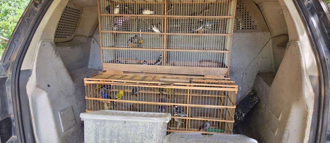 Em ação conjunta, Polícia Militar realiza soltura de 43 animais silvestres em Potengi