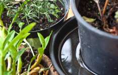 Cagece reforça cuidados para prevenir arboviroses