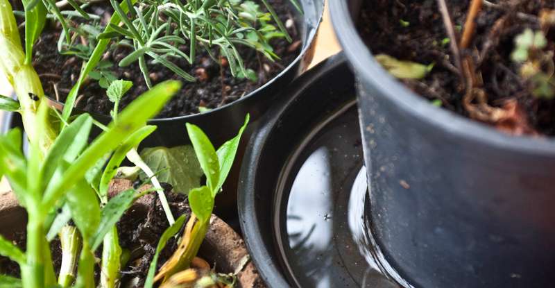 Cagece reforça cuidados para prevenir arboviroses