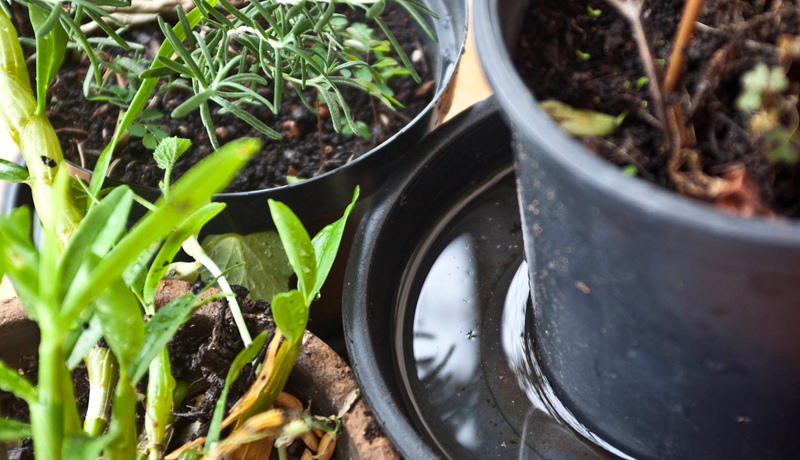 Cagece reforça cuidados para prevenir arboviroses