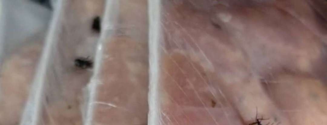 Alimentos estragados, insetos e sujeira: Procon Ceará autua supermercados após fiscalizações