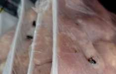 Alimentos estragados, insetos e sujeira: Procon Ceará autua supermercados após fiscalizações