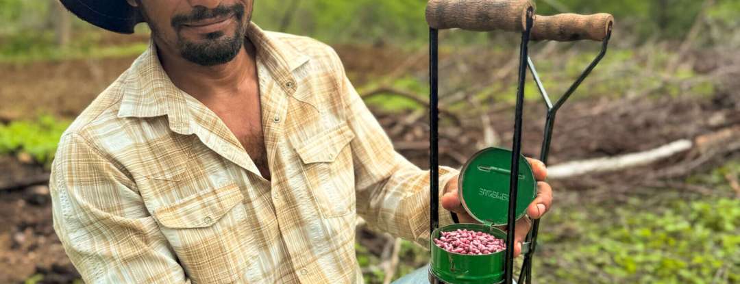 Retomada da Cotonicultura: No interior, produtores rurais iniciam plantio de sementes e celebram retorno do “ouro branco” ao Ceará