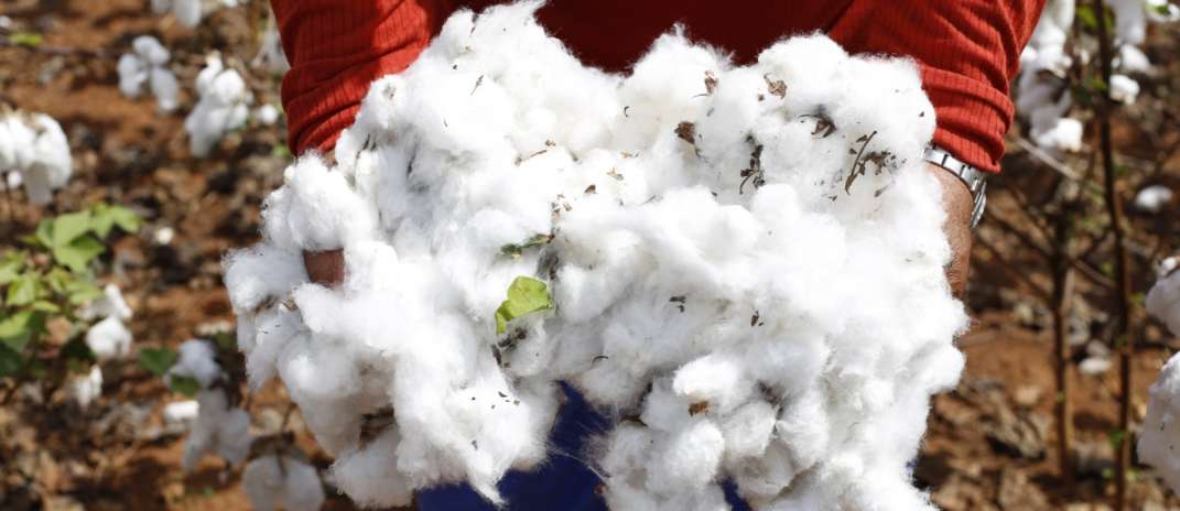 Retomada da cotonicultura: SDE e Ematerce consolidam continuidade do plano de expansão do algodão no Ceará