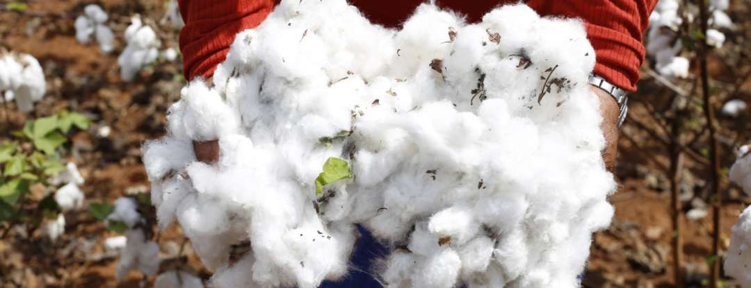 Retomada da cotonicultura: SDE e Ematerce consolidam continuidade do plano de expansão do algodão no Ceará