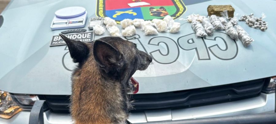Policiamento com cães da PMCE apreende drogas em imóvel na Região do Cariri