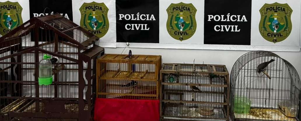 Forças de Segurança capturam suspeito em flagrante por abandono e maus-tratos a animais em Quiterianópolis