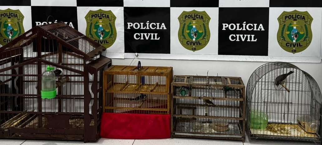 Forças de Segurança capturam suspeito em flagrante por abandono e maus-tratos a animais em Quiterianópolis