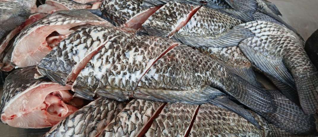 Procura por pescados aumenta na Ceasa-CE com a aproximação da Semana Santa