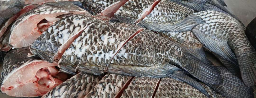 Procura por pescados aumenta na Ceasa-CE com a aproximação da Semana Santa