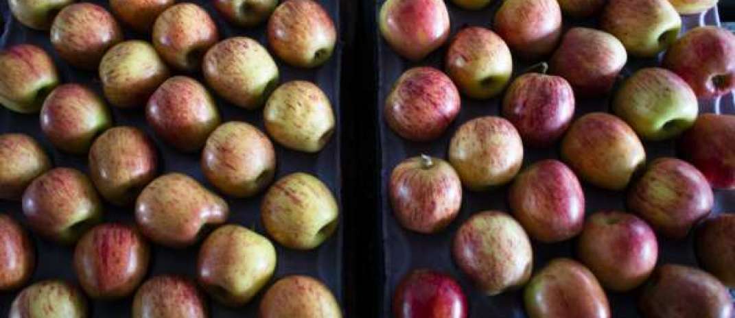 Safra em alta reduz preço da maçã na Ceasa em Maracanaú