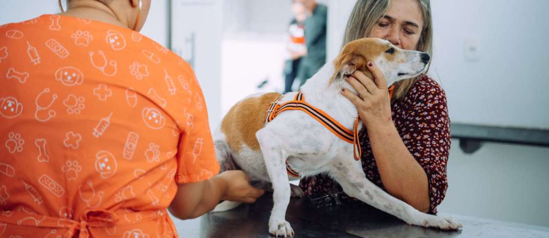 Pet Ceará Móvel chega a Maranguape com castrações gratuitas a partir de terça-feira (5)