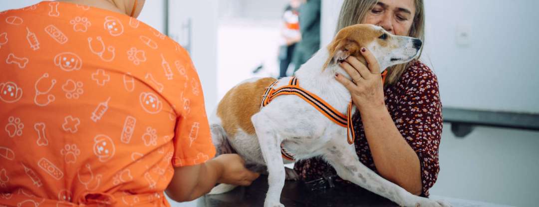 Pet Ceará Móvel chega a Maranguape com castrações gratuitas a partir de terça-feira (5)