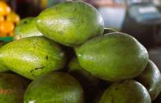 Abacate da Ibiapaba lidera produção e preço declina na Ceasa Tianguá