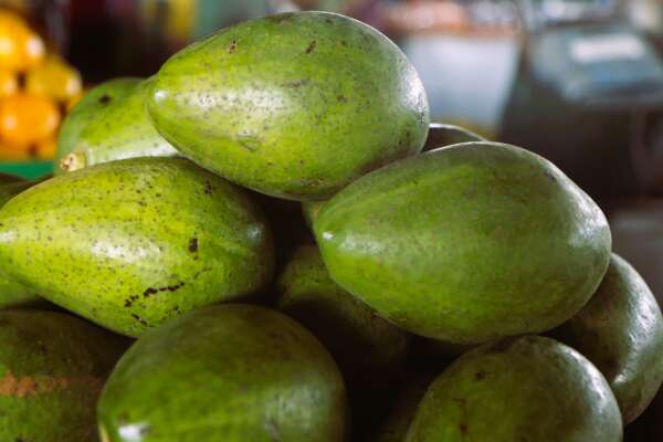 Abacate da Ibiapaba lidera produção e preço declina na Ceasa Tianguá