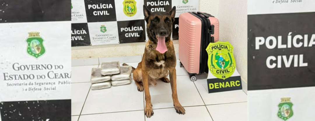 Com auxílio de cão farejador, Polícia Civil prende mulher e apreende quase 6 kg de drogas em Tauá