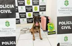 Com auxílio de cão farejador, Polícia Civil prende mulher e apreende quase 6 kg de drogas em Tauá