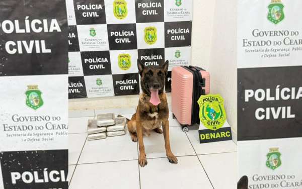 Com auxílio de cão farejador, Polícia Civil prende mulher e apreende quase 6 kg de drogas em Tauá