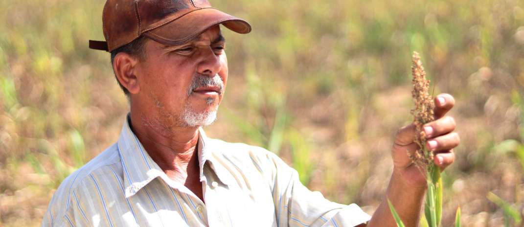 Garantia Safra 2024/2025: benefício é pago a mais 29,8 mil agricultores de 20 municípios cearenses