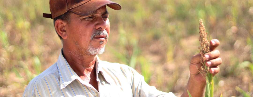 Garantia Safra 2024/2025: benefício é pago a mais 29,8 mil agricultores de 20 municípios cearenses