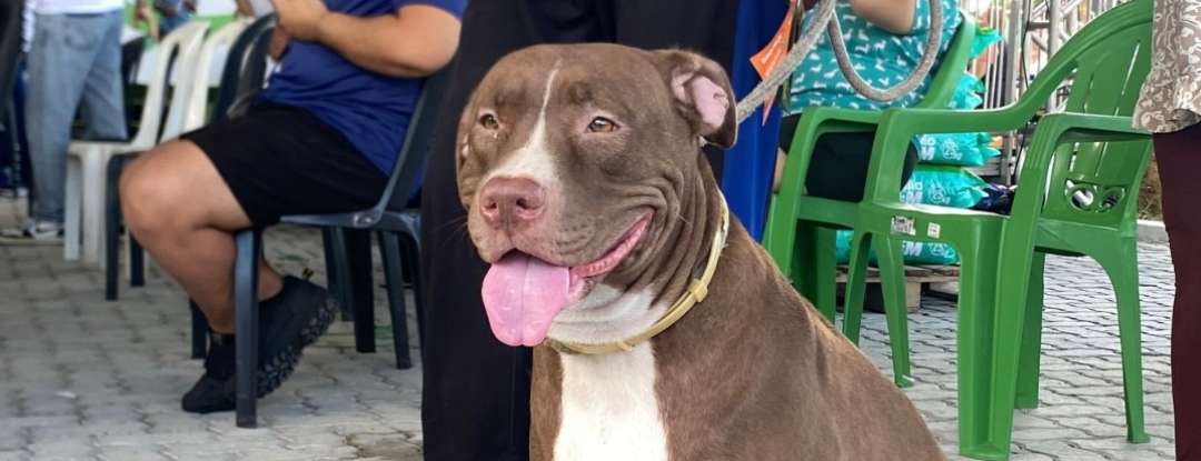 Governo do Ceará leva Pet Ceará Móvel a Maracanaú com serviço de castração gratuita