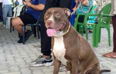 Governo do Ceará leva Pet Ceará Móvel a Maracanaú com serviço de castração gratuita