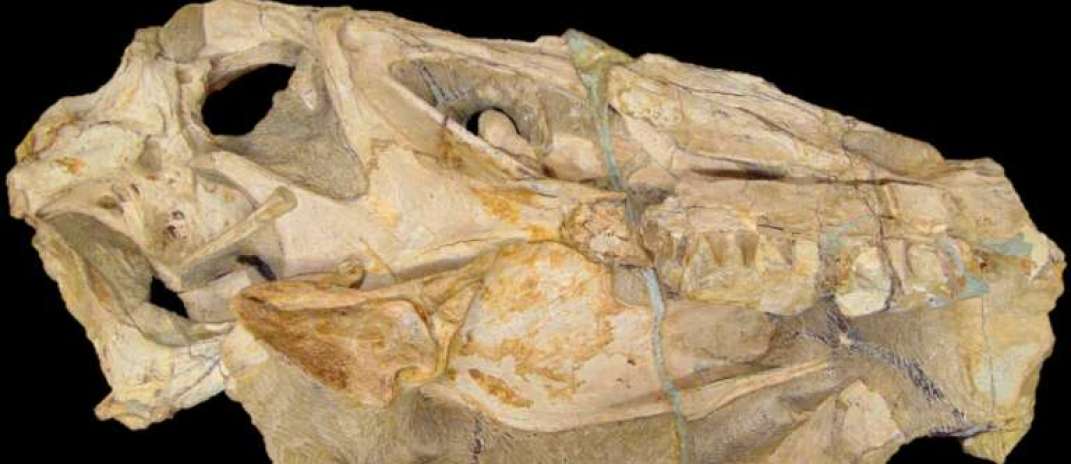 Governo do Ceará integra articulação internacional para repatriação do fóssil Irritator challengeri ao Brasil