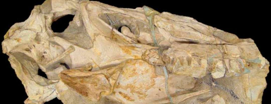 Governo do Ceará integra articulação internacional para repatriação do fóssil Irritator challengeri ao Brasil