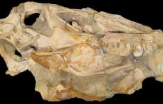 Governo do Ceará integra articulação internacional para repatriação do fóssil Irritator challengeri ao Brasil