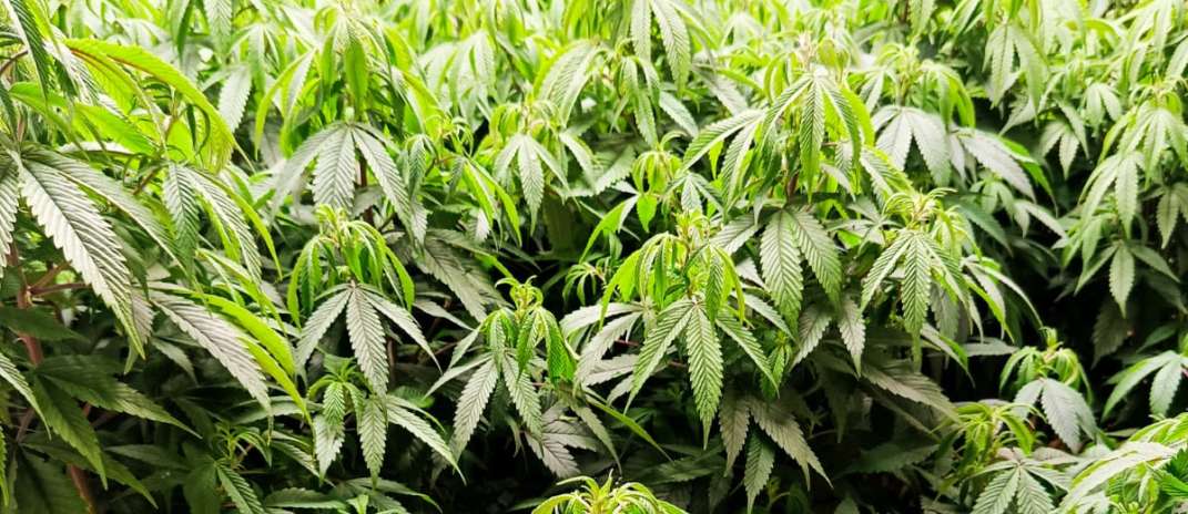 Polícia Civil desarticula laboratório de drogas e prende suspeito em flagrante na Capital