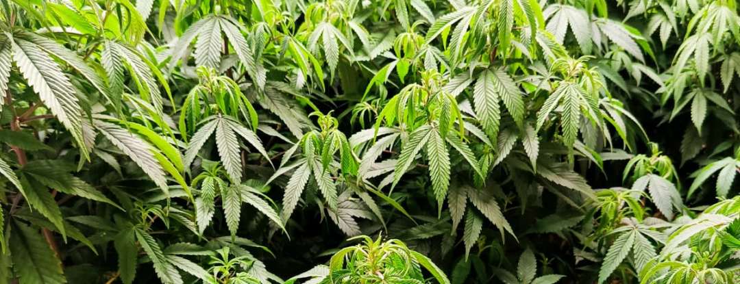 Polícia Civil desarticula laboratório de drogas e prende suspeito em flagrante na Capital