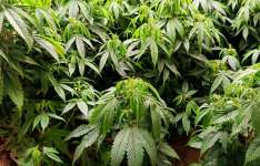 Polícia Civil desarticula laboratório de drogas e prende suspeito em flagrante na Capital