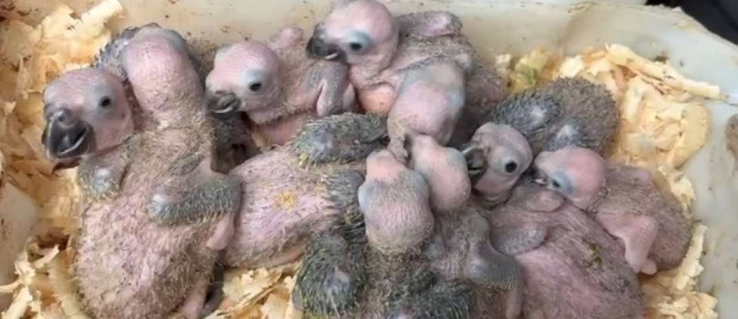 Homem é capturado em flagrante por manter dezenas de aves silvestres em cativeiro e situação de maus-tratos na Capital