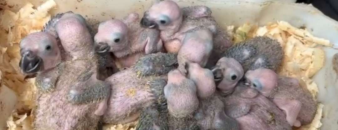 Homem é capturado em flagrante por manter dezenas de aves silvestres em cativeiro e situação de maus-tratos na Capital