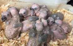 Homem é capturado em flagrante por manter dezenas de aves silvestres em cativeiro e situação de maus-tratos na Capital