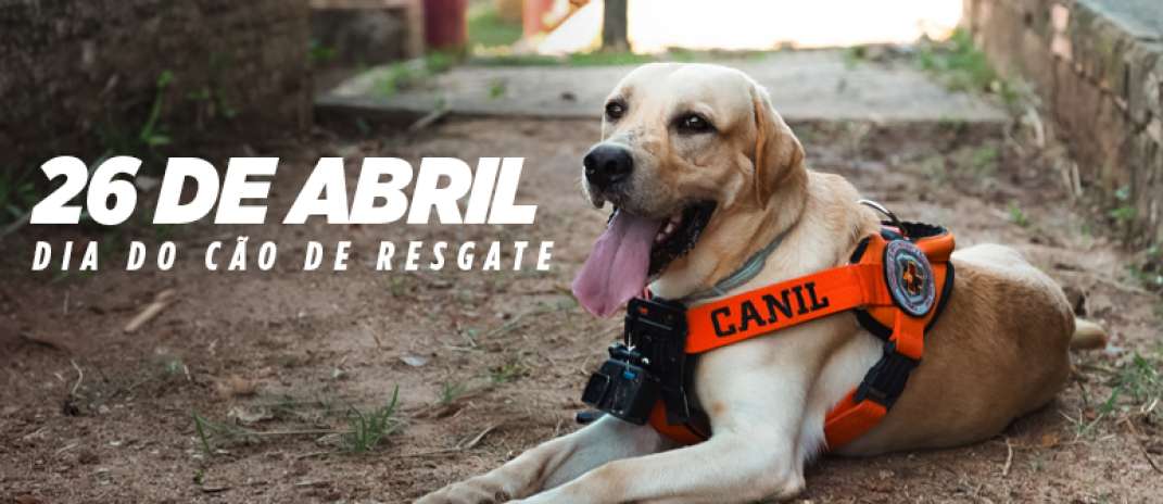 Treinados para salvar vidas, cães de resgate do CBMCE atuam em cenários extremos