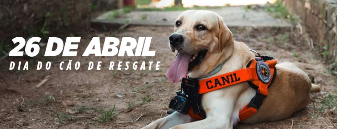 Treinados para salvar vidas, cães de resgate do CBMCE atuam em cenários extremos