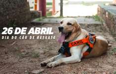 Treinados para salvar vidas, cães de resgate do CBMCE atuam em cenários extremos