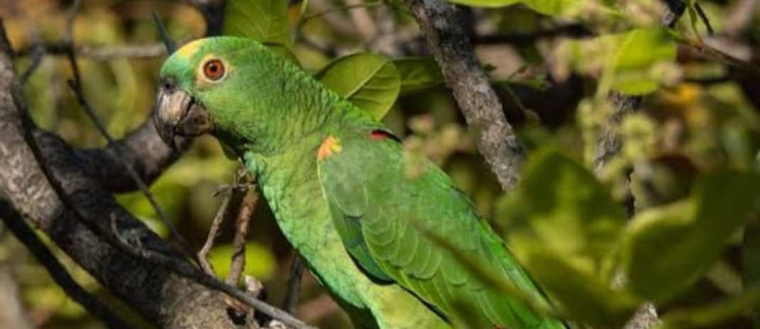 Refaunação de papagaio-verdadeiro marca avanço na conservação de fauna silvestre no Ceará